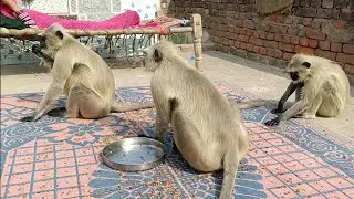 Langur Family Feeding on Rooftop 🐒 | Real Monkey Video