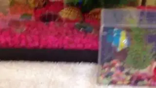 Is my tank good , are my guppies Prego?