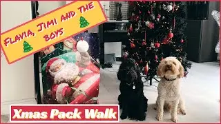 Flavia, Jimi and The Boys - XMAS PACK WALK