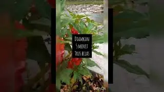 Tanaman hias Pacar Air (Impatiens balsamia L), untuk obat gatal- gatal