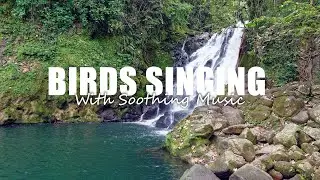 8 Hours of Soothing Waterfalls and Wild Birds Singing. For Relaxation, Stress Relief, Sleep or Study