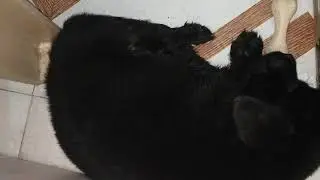 Dog sleeping | Dog's 1st day at home wid a bone #labradorlife #doglovers #doglife #cutedogvideo #pet