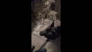 Lieblingshund Dunkelbunt Barn Hunt  #kaiken   #甲斐犬