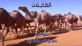 مسيرة منقية الطايلات | مالك الإبل / ناصر بن غنيم بن شويه ( فئة كاس النادي حمر )
