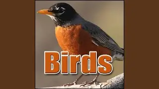 Bird, Budgie - Budgie: Int: Chirping, Animal Birds, Sound FX
