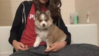 8 week old F2 Pomsky pup!!  Blue eyes!