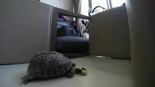 Tortoise Feeding