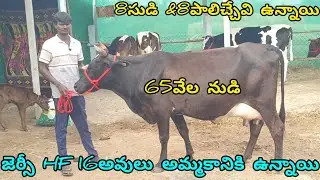 ||జెర్సీ HF 16అవులు అమ్మకానికి ఉన్నాయి! 65వేల నుడి 8పాలిచ్చేవి & 8సుడి ఉన్నాయి!