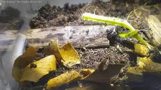 Meranoplus Bicolor Ant, Cute!
