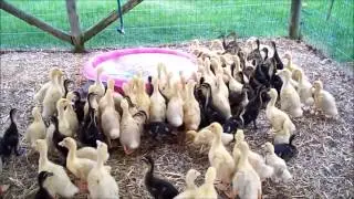 Cees & Anton - Ukkie Ducky