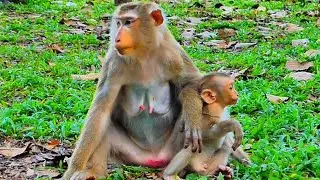 Lovely baby monkey With mom monkey so cute #babymonkey 