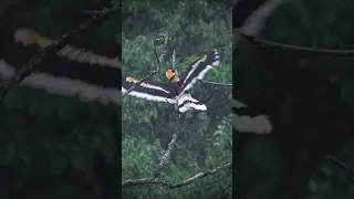 amazing great hornbill / #birds #wildlife #nature
