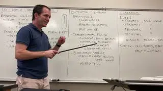 2401 Lecture Brain and Cranial Nerves 1 Ch 13