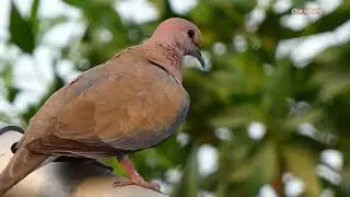 Laughing Dove - Laughing dove - Palm dove - Senegal dove - Little brown dove