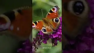 [Whispering] Butterfly  #piano #yogaambiance #meditationaid