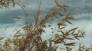 Background Video Daun Tertiup Angin