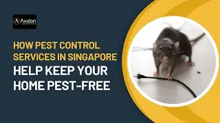 How Pest Control Services in Singapore Help Keep Your Home Pest-Free