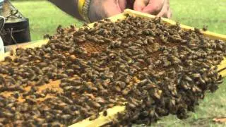 Beekeeping in SC