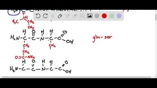 Given the formulas of the common amino acids in Figure 21.2, sketch the structures of the following&hellip;