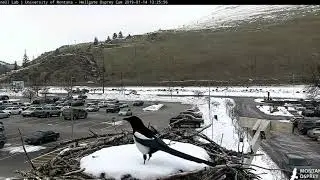 A very vocal Black-billed Magpie visits Hellgate Osprey nest 2019 01 14