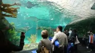 Aquarium of Canada, Toronto - Underwater Tunnel