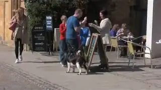 CIDBT 4119 Pet Home Sitting and Dog Walking Skills