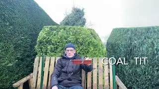 Identifying birds in the garden