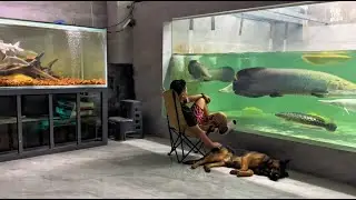 Incredible of Aquarium Setup: Betta Fish, Goldfish, Tropical and Koi Fish Care Tips #118
