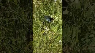 Messages from nature - butterfly empowerment - making the world a better place