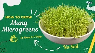 How to grow Mung Microgreens at home in 7 days | No soil