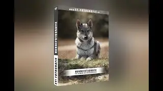 Hundefotografie f&uuml;r Anf&auml;nger und Fortgeschrittene (Ausschnitte aller Kapitel der Lern-DVD)