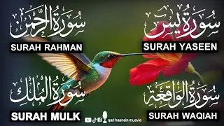 Surah Yasin ❤️ (Makki), Rahman, Waqiah & Mulk | Ep 256 | Daily Quran Recitation & Blessings