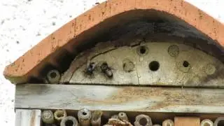 Male Osmia cornuta checkout holes 16s
