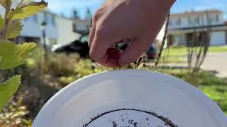 How to harvest Hoary Vervain (Verbena stricta) seeds 
