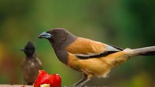 Sumatran Treepie, (Dendrocitta occipitalis).  #Sumatran_Treepie #Dendrocitta_occipitalis