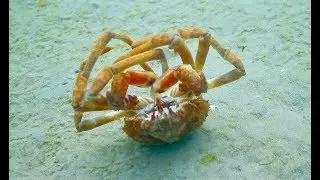 SOMEONE CALL THIS CRAB A TAXI !!! Crazy Spider Crab Backrolls 20 times!