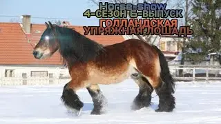🐴Horse-Show🐴 4-СЕЗОН 6-ВЫПУСК (ГОЛЛАНДСКАЯ УПРЯЖНАЯ ЛОШАДЬ) 