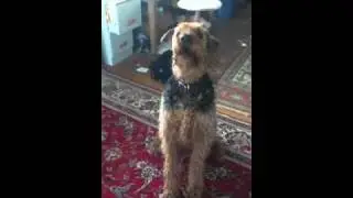 Dog gone crazy for toy chicken