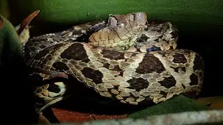 Jararacu&ccedil;u (Bothrops jararacussu)