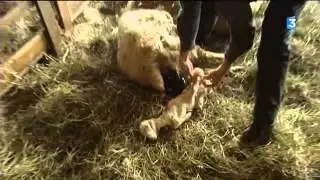 Bilan de la maladie de Schmallenberg dans la Vienne