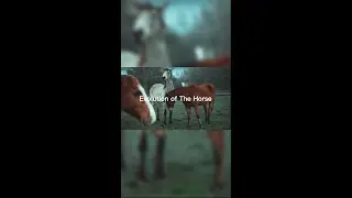 How Does The Horse Matter To Human Society? @PonyCyclopedia #evolution #horse #history