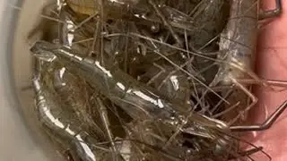 钓河虾一定要注意这几点，不打窝，不钓浮，不盲目下杆，你也一定会有好收获的#河虾钩#钓河虾#钓河虾的技巧和方法 #户外 #我的乡村生活