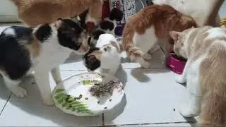 Philippine cat Eating this time
