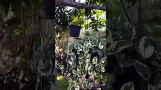 #TOUR POR MIS #PLANTAS EN #MACETAS #plant #jardin #succulents #youtubeshorts #casayjardin