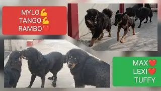GADDI DOG❤️TANGO! MYLO! RAMBO! LEXI! MAX! TUFFY! #gaddidog #youtube