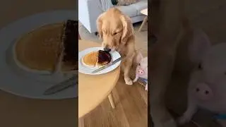 Security Cam: When the Dog Gives Burnt Food to the Pig 😂🐶🐷 #funny #dog #cute #shorts