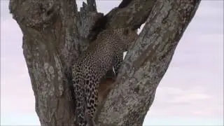 Leopard climbing tree with impala kill - Serengeti
