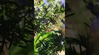 First Pollinator Friends After The Storm! 🐝 Blooming Rosemary #wildpollinators