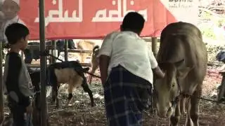 Indonesian Muslims celebrate Eid, sacrifice animals