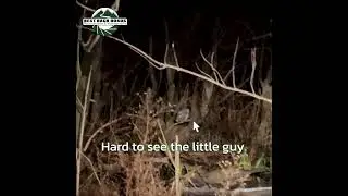 Screech 1 Part 1